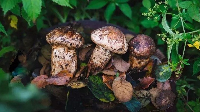 松茸的价格为什么这么高，原来是因为这三个原因