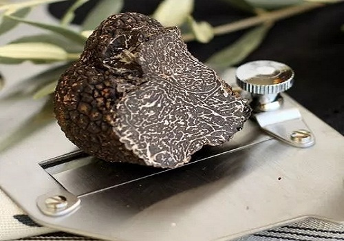 alt=黑松露的成熟季节