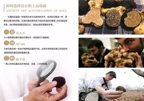 alt=松露,松茸和冬虫夏草的功效区别