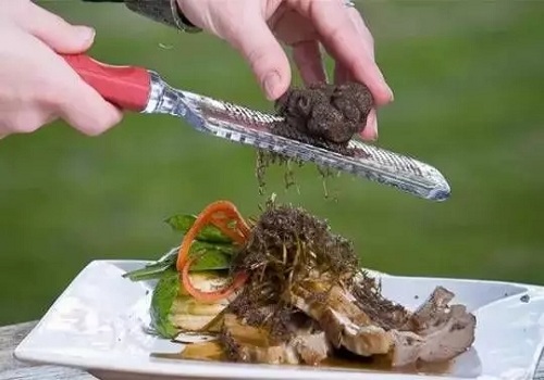 alt=黑松露的最佳生长环境