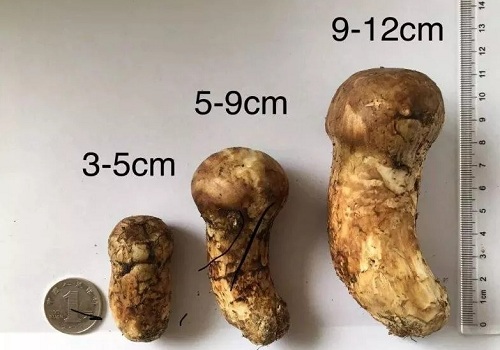 松茸等级划分图 野生图片