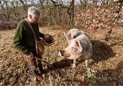 alt=松露的采集工具还有狗