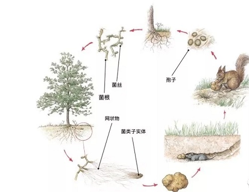 松露生命周期
