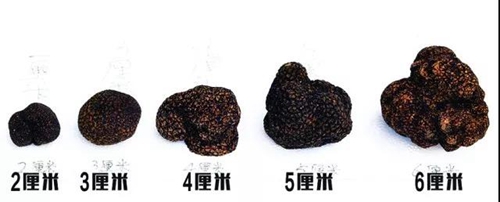 黑松露价格按照大小来划分