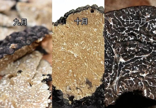 黑松露的颜色变化图