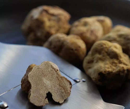 美食摇篮里的白松露