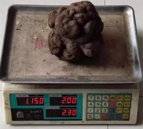 重达1150克的大松露