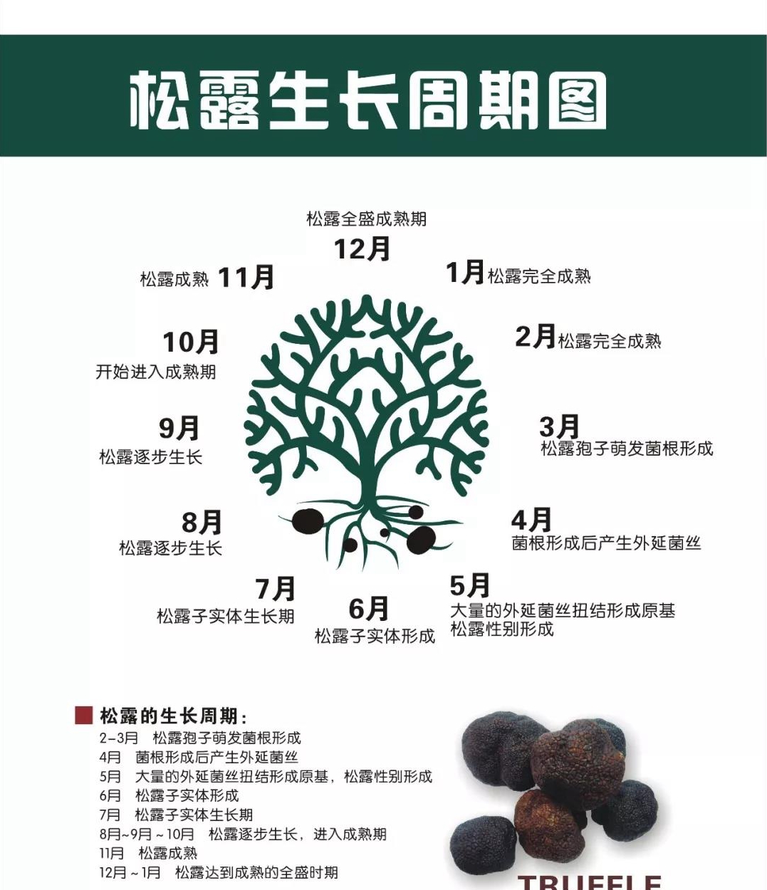 中国松露的成熟期