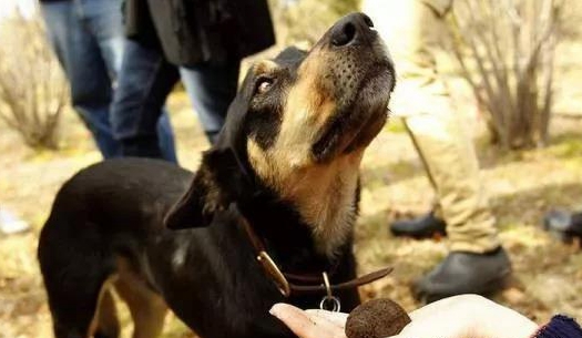 松露猎犬