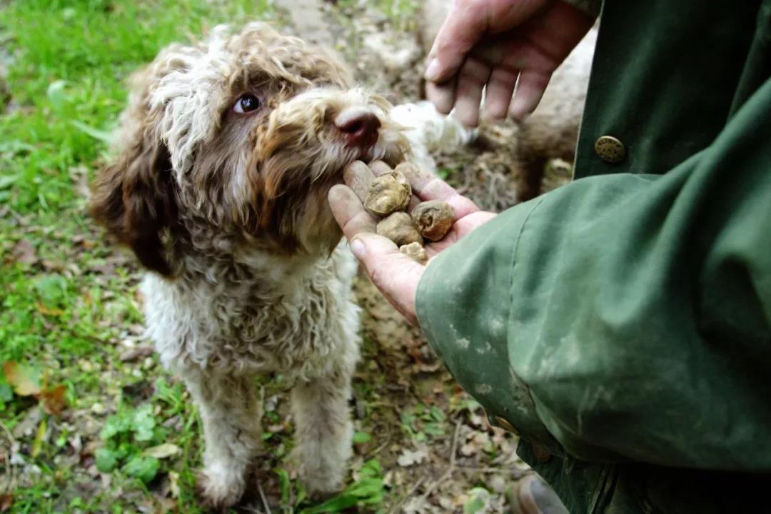 松露猎犬