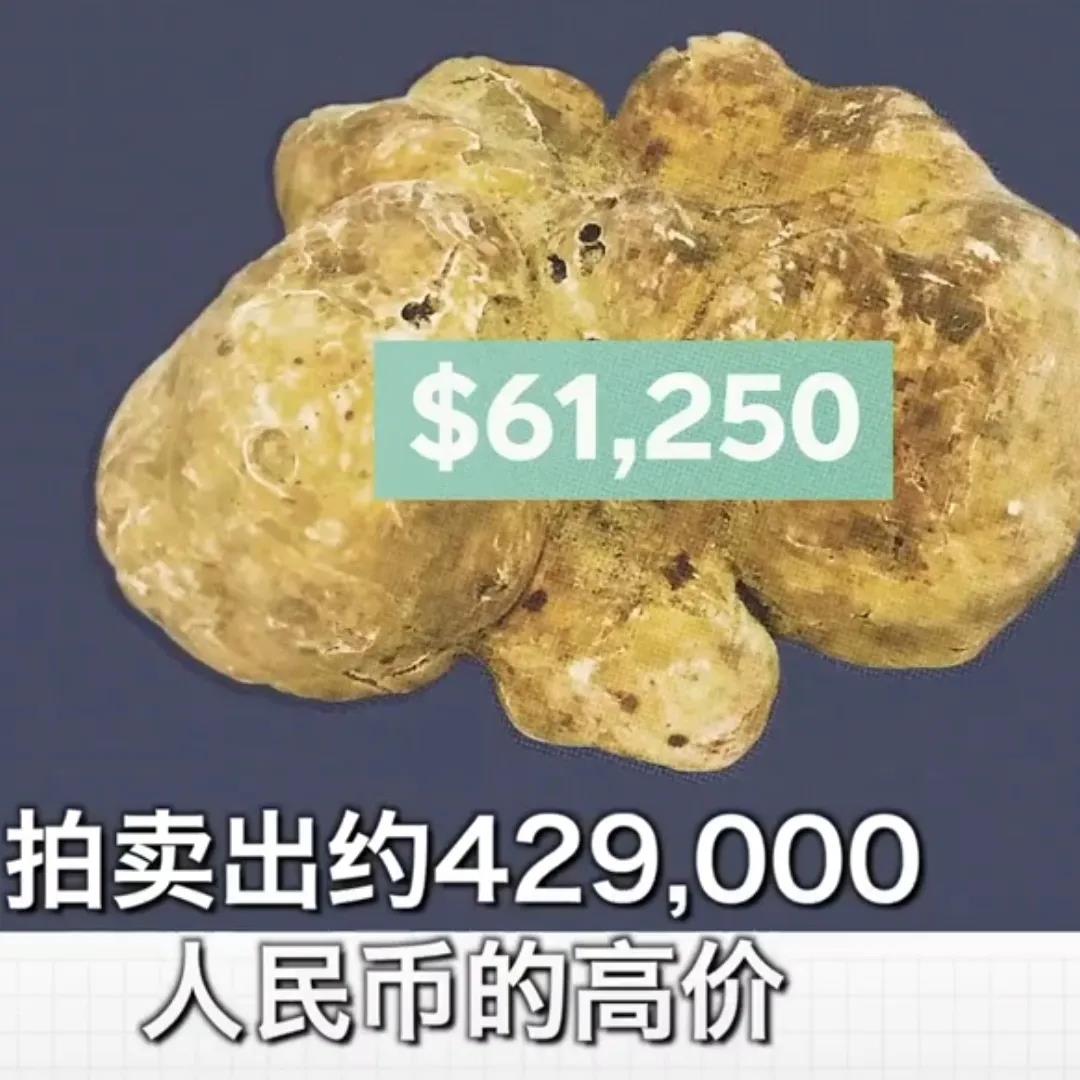 拍卖价格429000人民币的松露