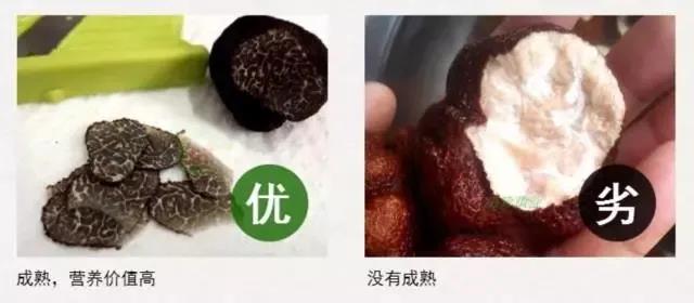 黑松露优与劣的对比图三