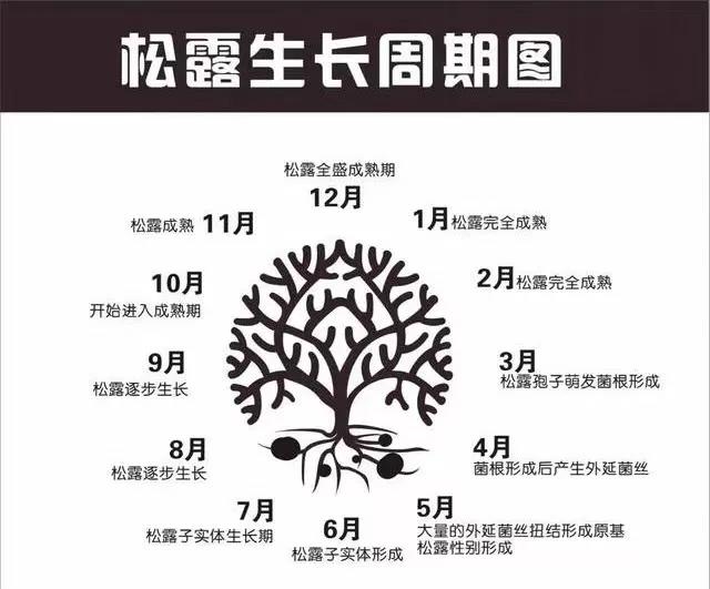 松露生长周期图