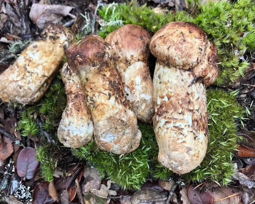 Yunnan Wild Mushroom Matsutake Dried Slices Picture And HD Photos ...