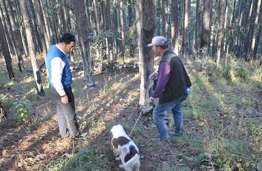 游客带寻菌狗前来找松露