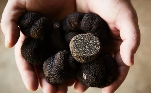 Gembrook Truffles